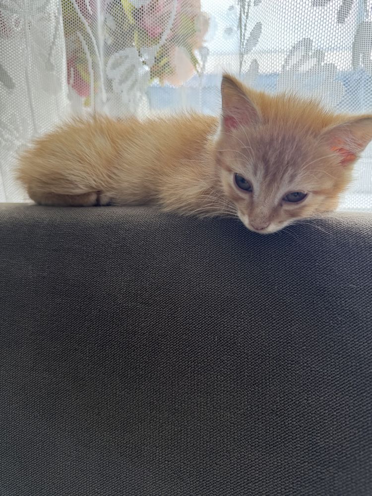 Красивые  котята в добрые руки