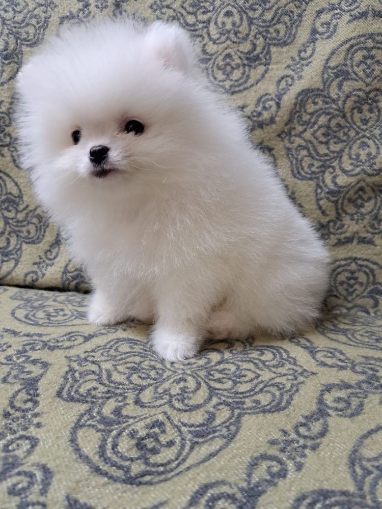 классные Щенки померанский шпиц