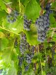 Продам саженцы винограда Изабелла ,смародина,цветы.