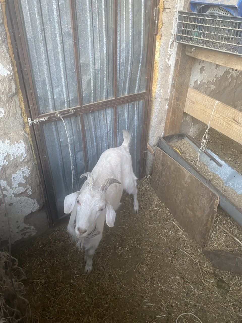Продам козу зааненскую