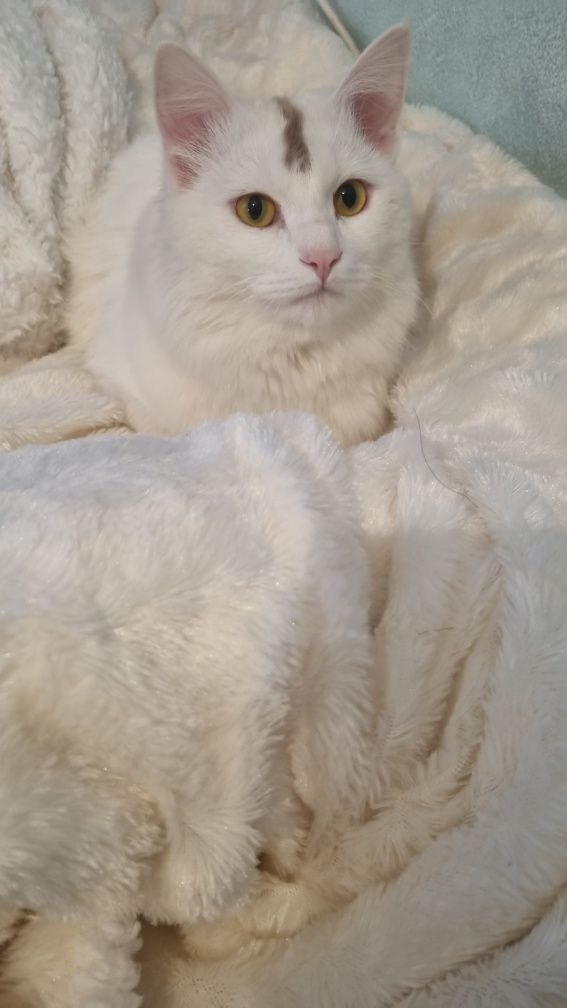 Продаётся кот молодой и котёнок