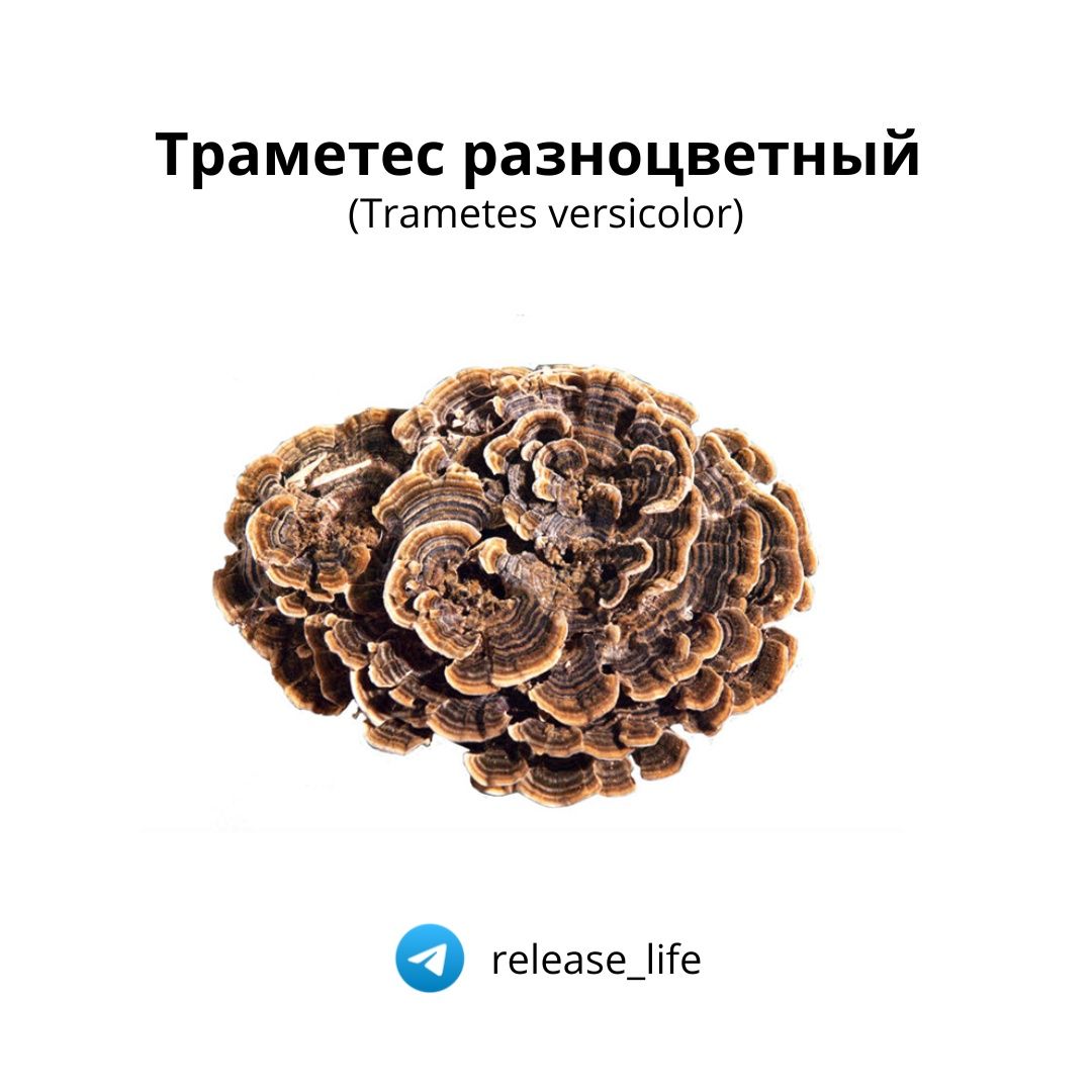 Сушеные лечебные грибы