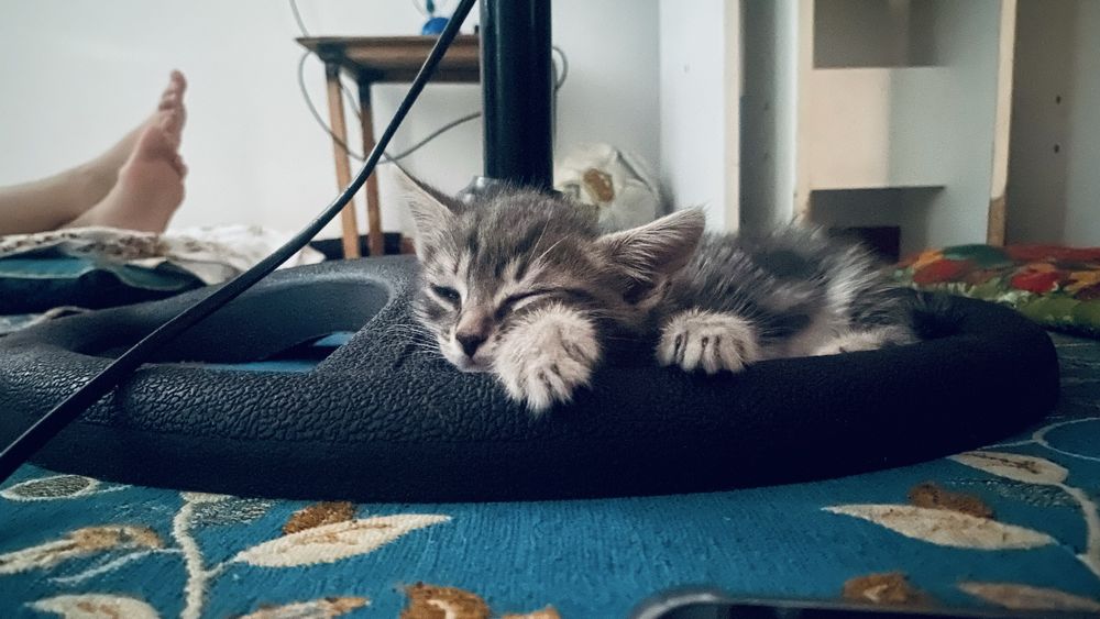Кошка бесплатно отдам