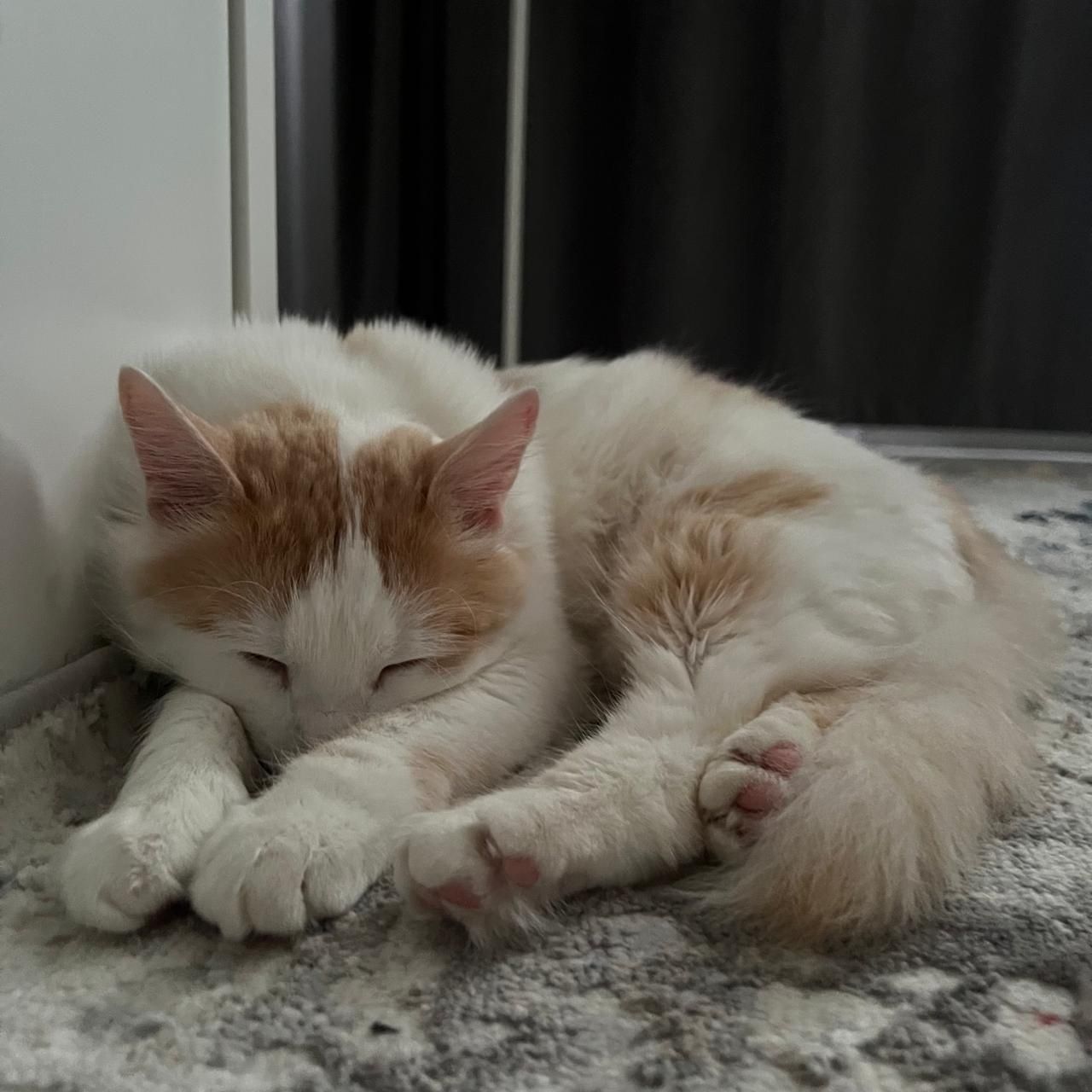 Котик 1год 5месяцев
