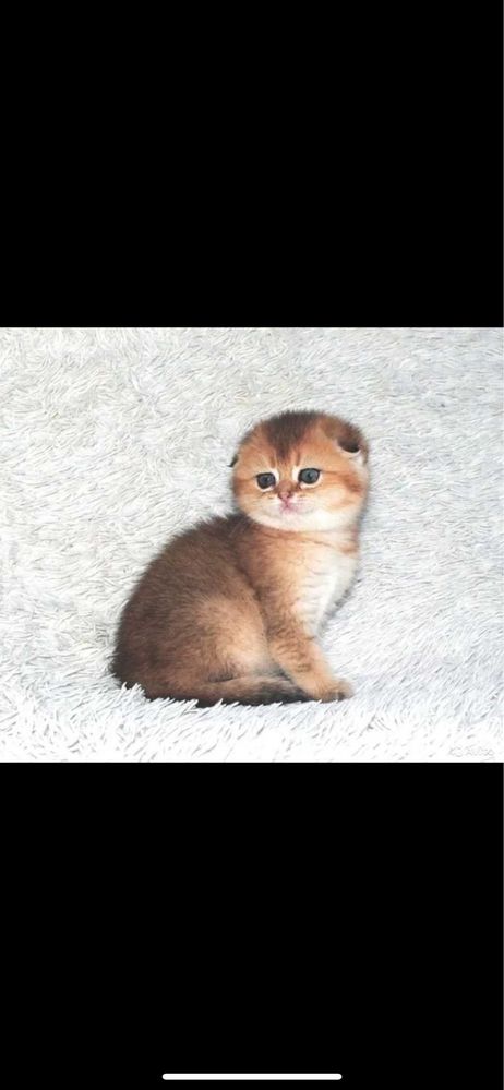 Золотая шиншилла котенок