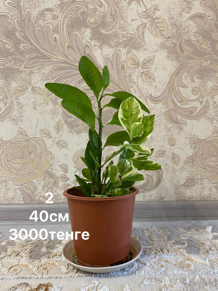 Продам цветы от 1000до 2500