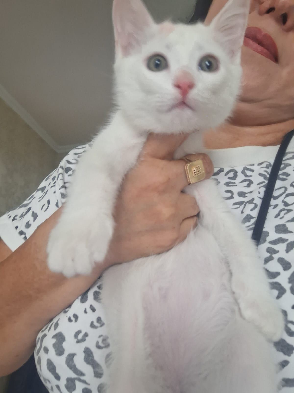 Котенок мальчик в добрые руки