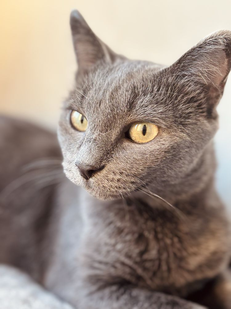 Кошка в добрые руки, кот, котенок, кошка