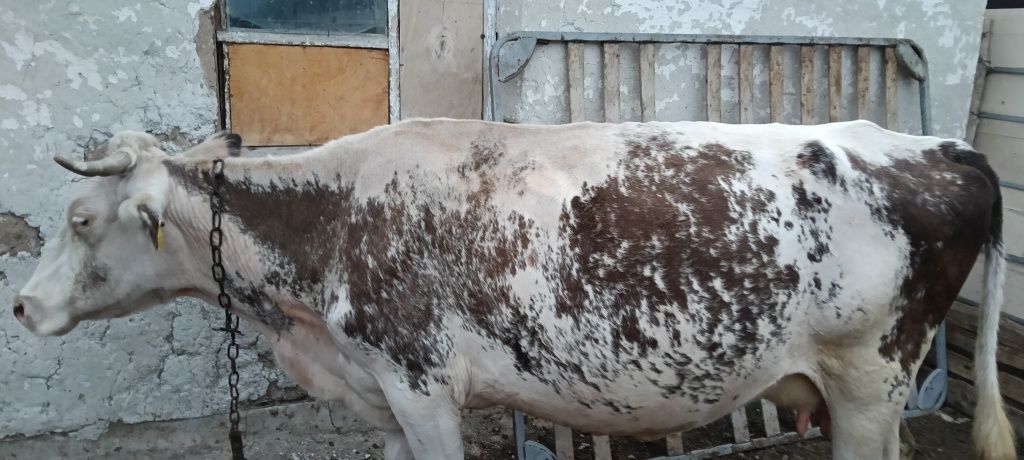 Продам карову молочного пароды