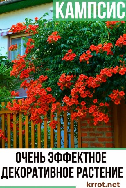 Цветы разные многолетние