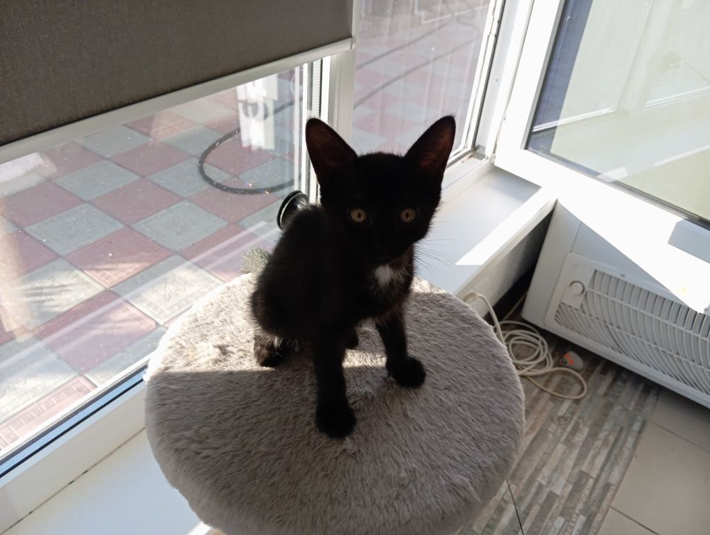 Отдам котенка в добрые руки...