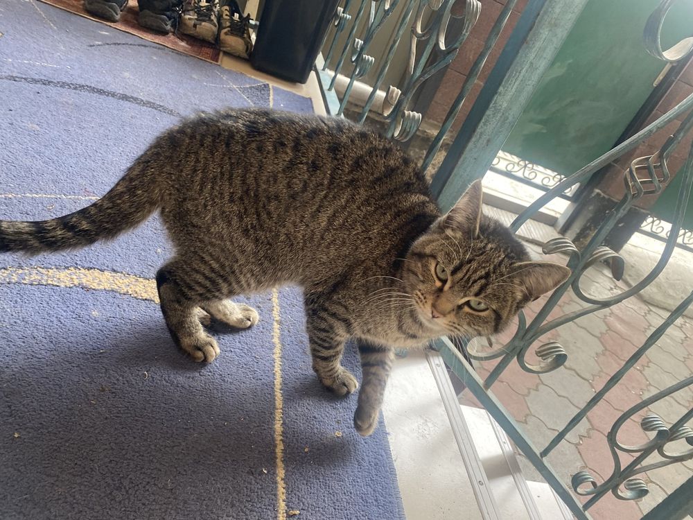 Котенкок Азиатская табби