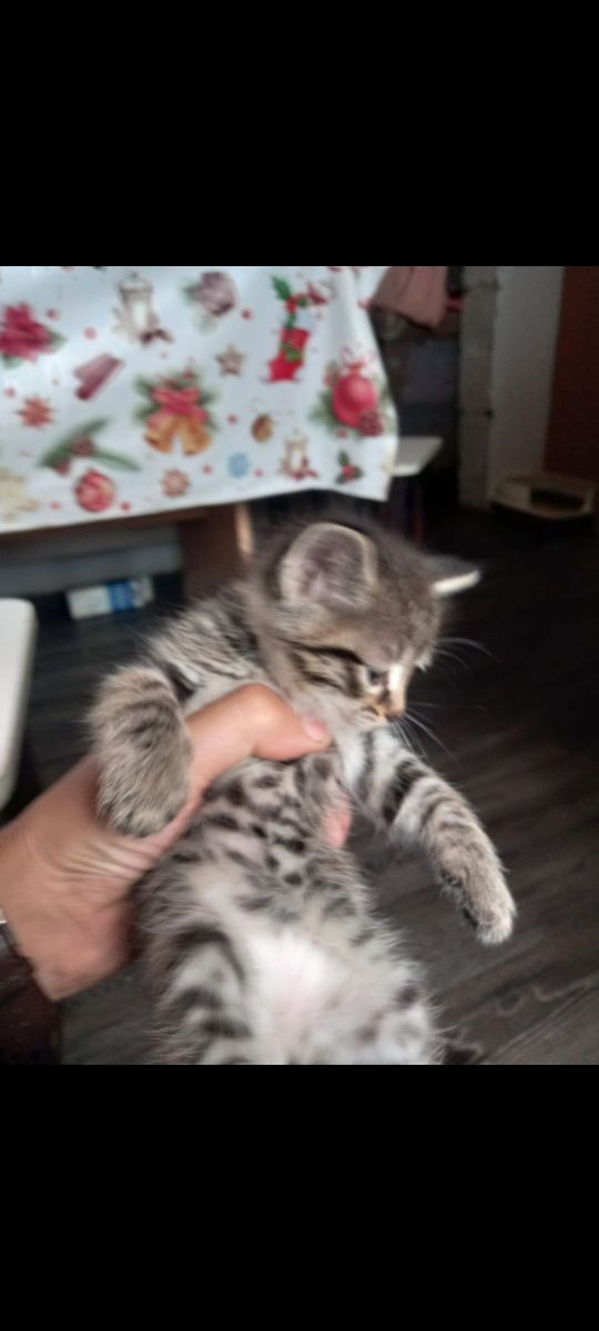 Отдам котят в хорошие руки