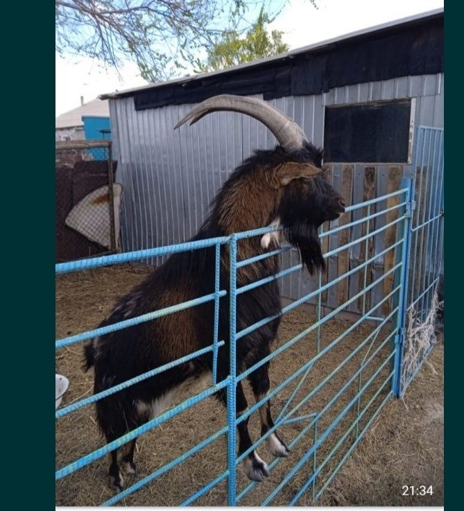 Продам или обменяю на дойную козу