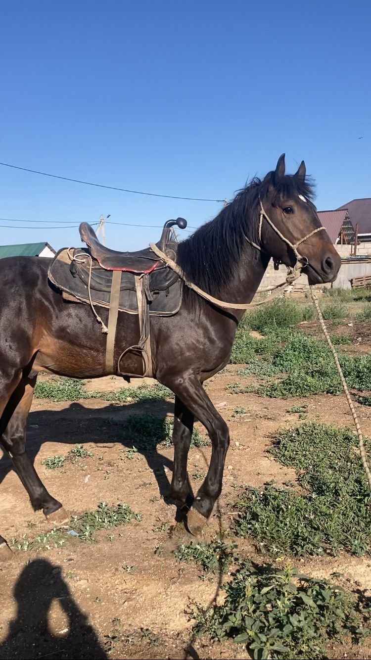 Айгыр мен Кунан сатылады