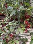 Продам саженцы черёмухи красной дерево донор