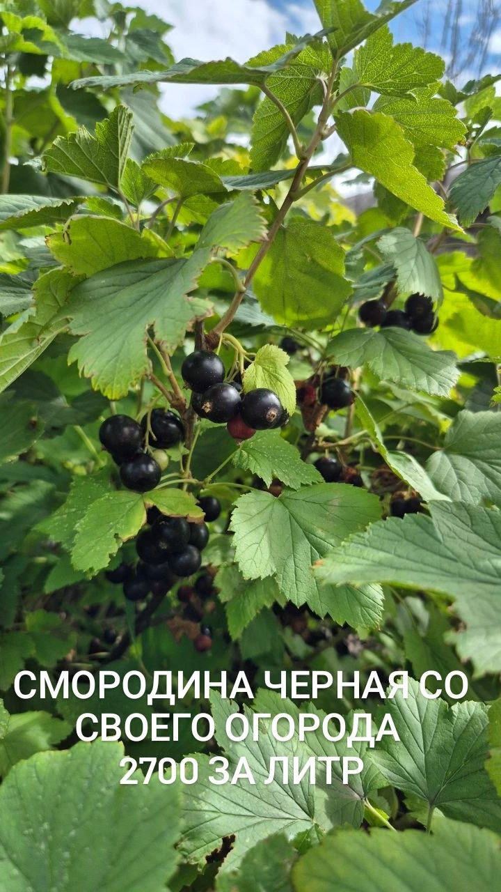 Вишня крупная спелая со своего огорода