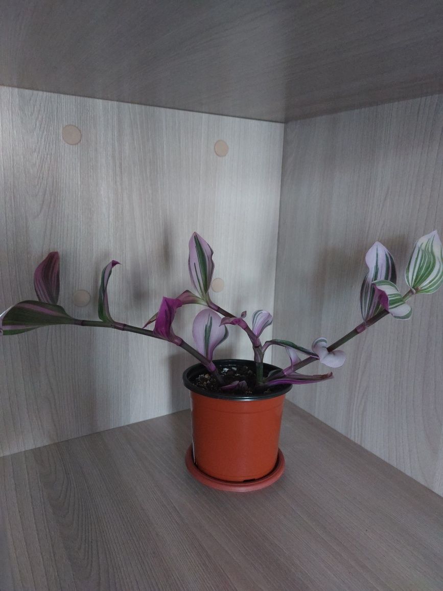 Продам комнатные цветы