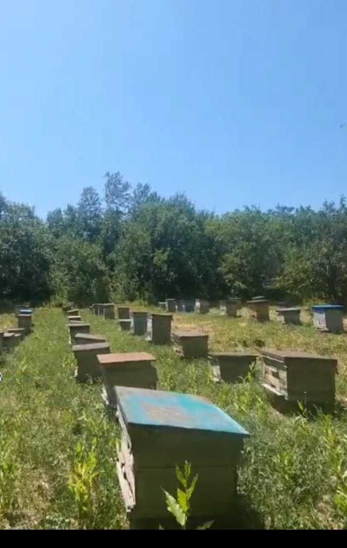 Продам мед со своей пасеки