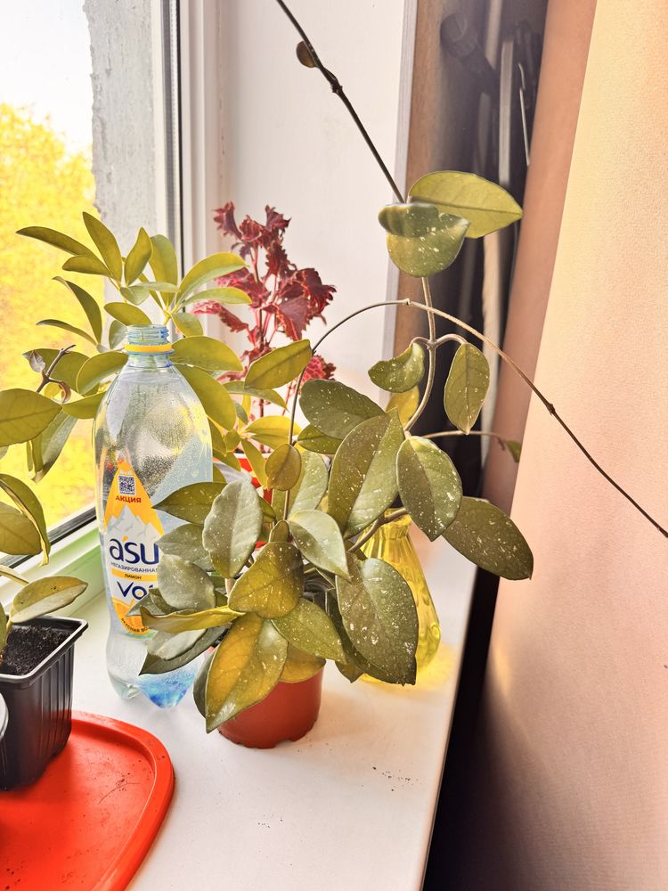 Продам цветки хойи
