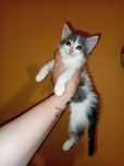 Срочно отдаю самых лучших котят. Котята 1 месяц