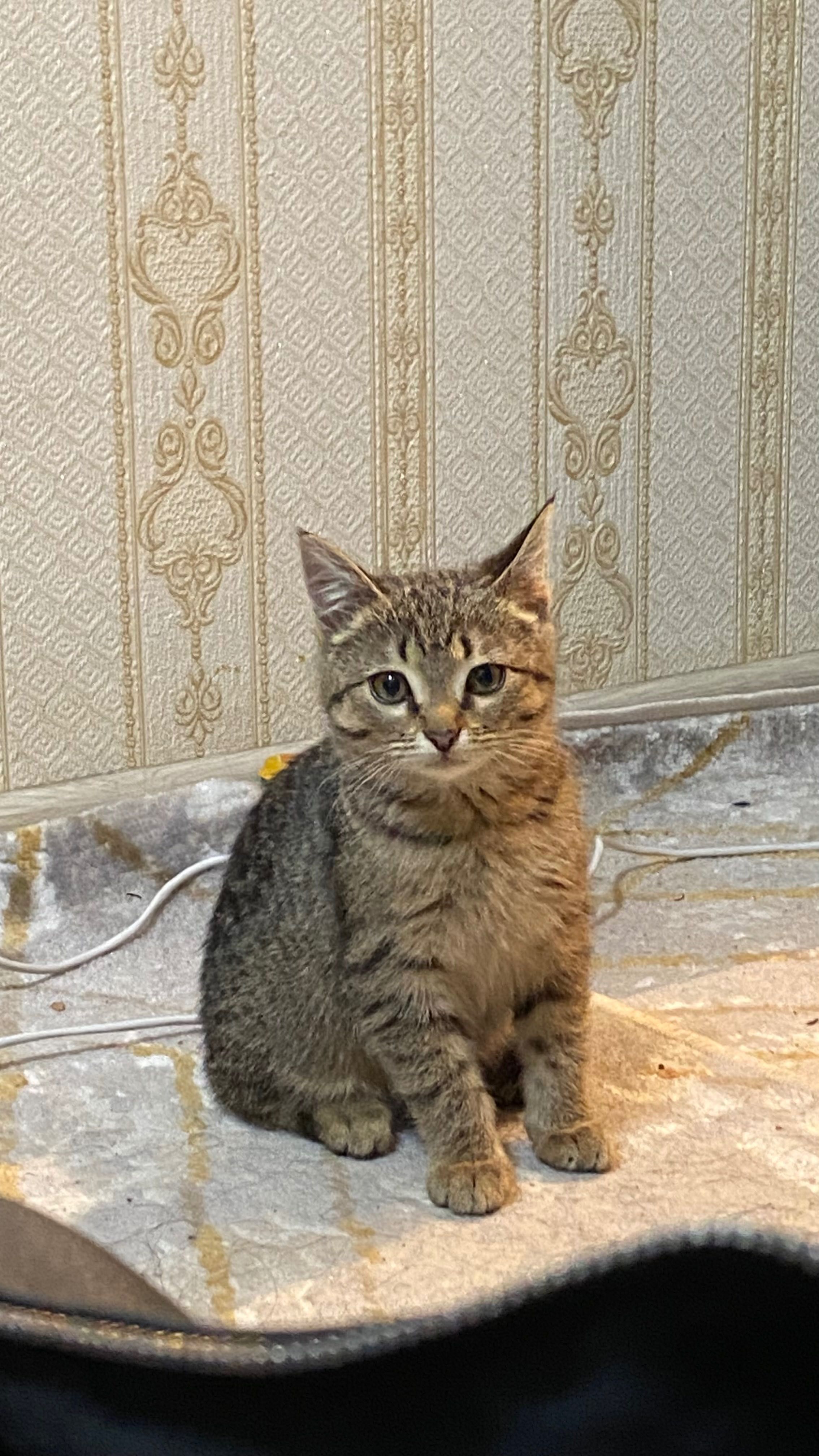 Отдам котенка 2 месяца ,девочка.
