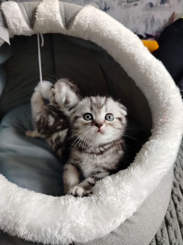 Котята вислоухие