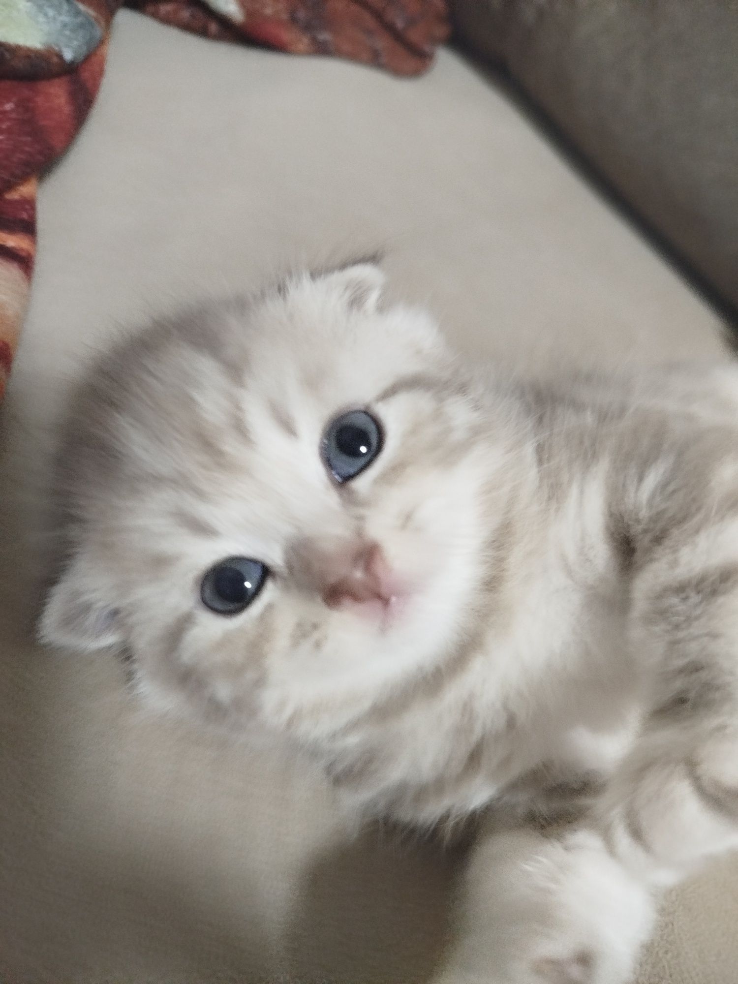 Котята чистокровные