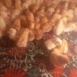 Ламан браун шөжелер балапандар