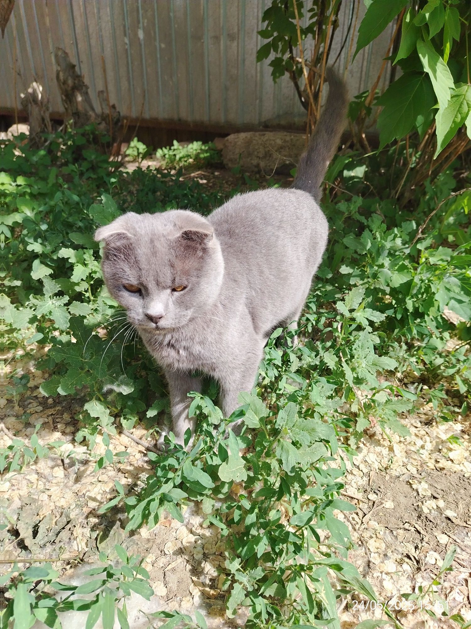 Кошечка вислоухая шотландка ищет дом и любящую семью.