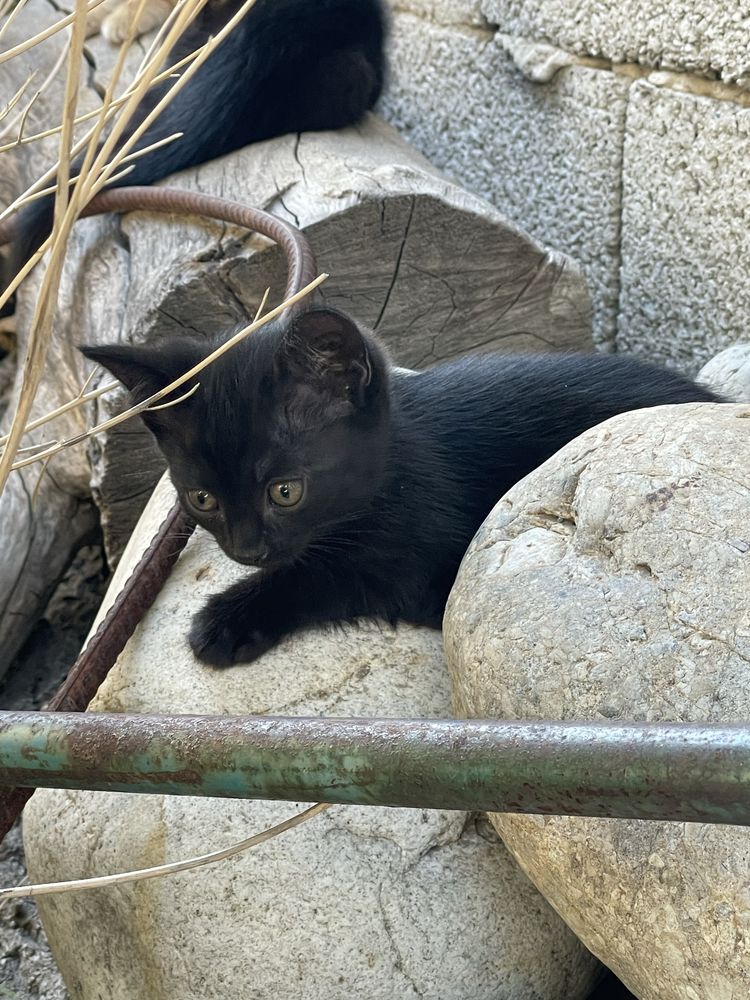 Отдам котят в хорошие руки
