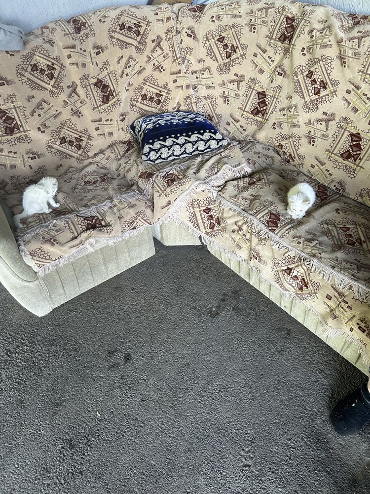 Котята бесплатно