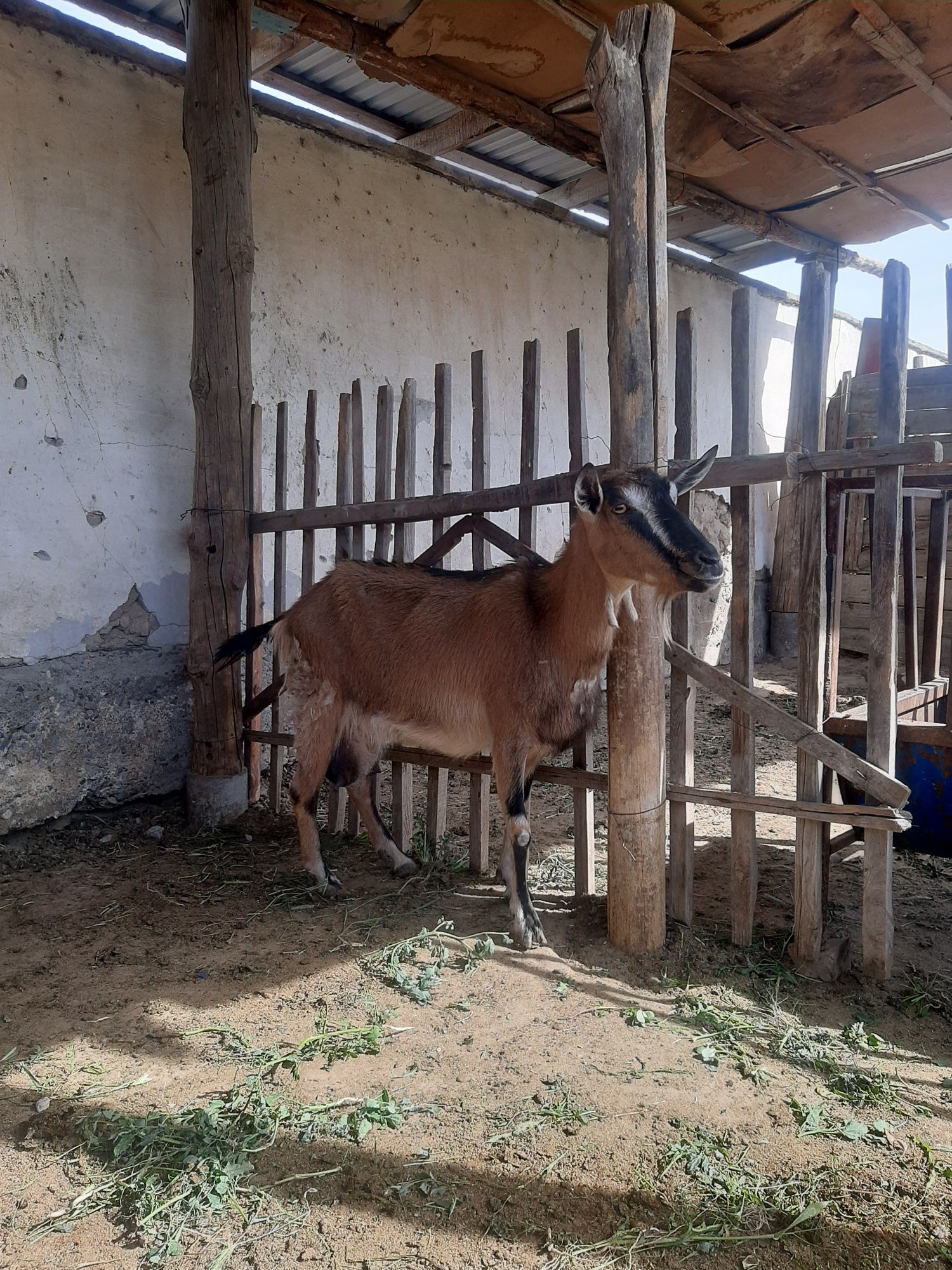 Альпий екі ешкі сатылады