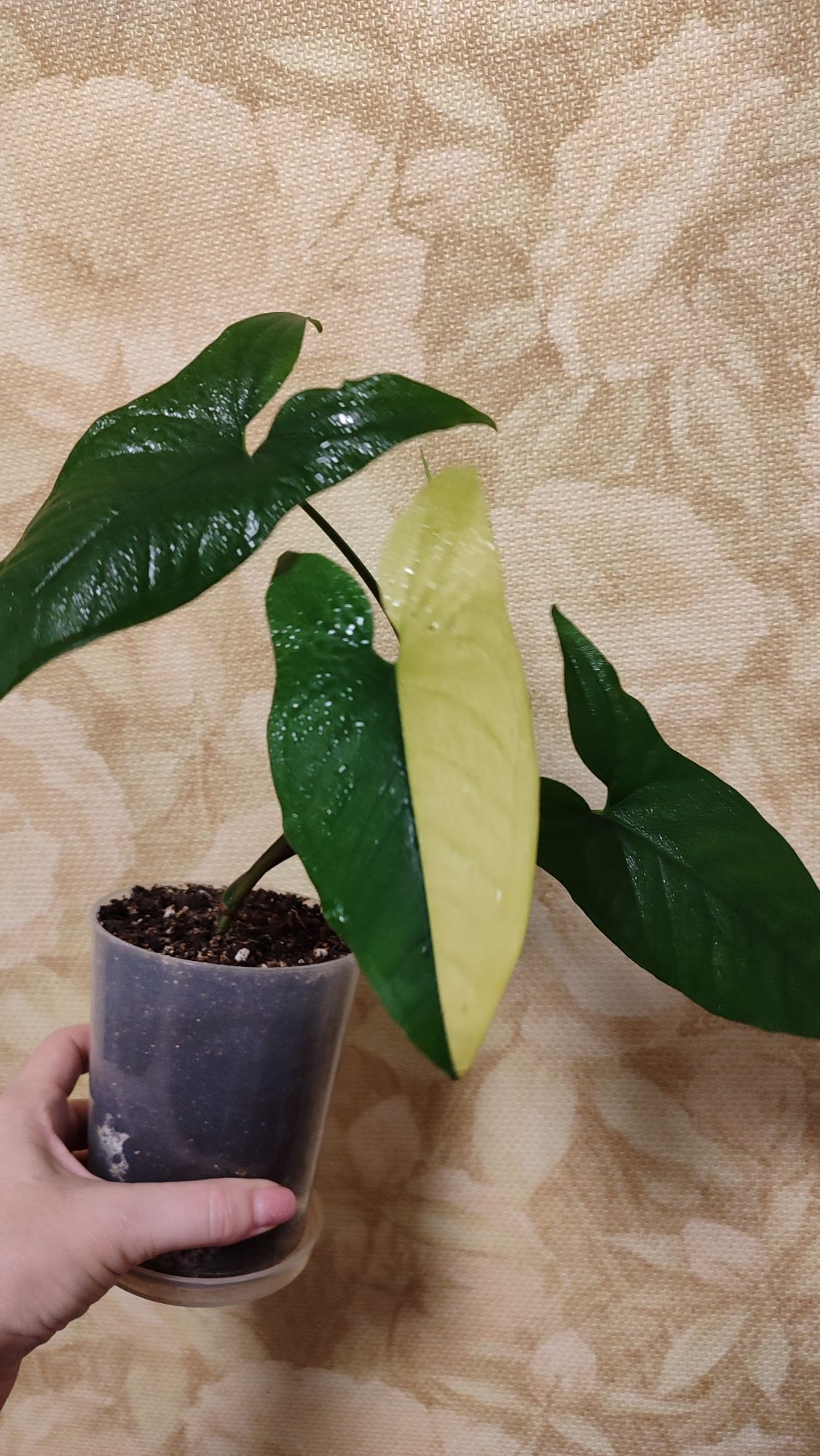 Сингониум Yellow