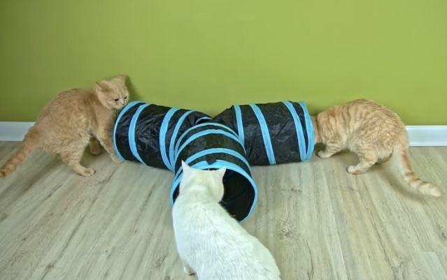 Игровой тоннель для кошек