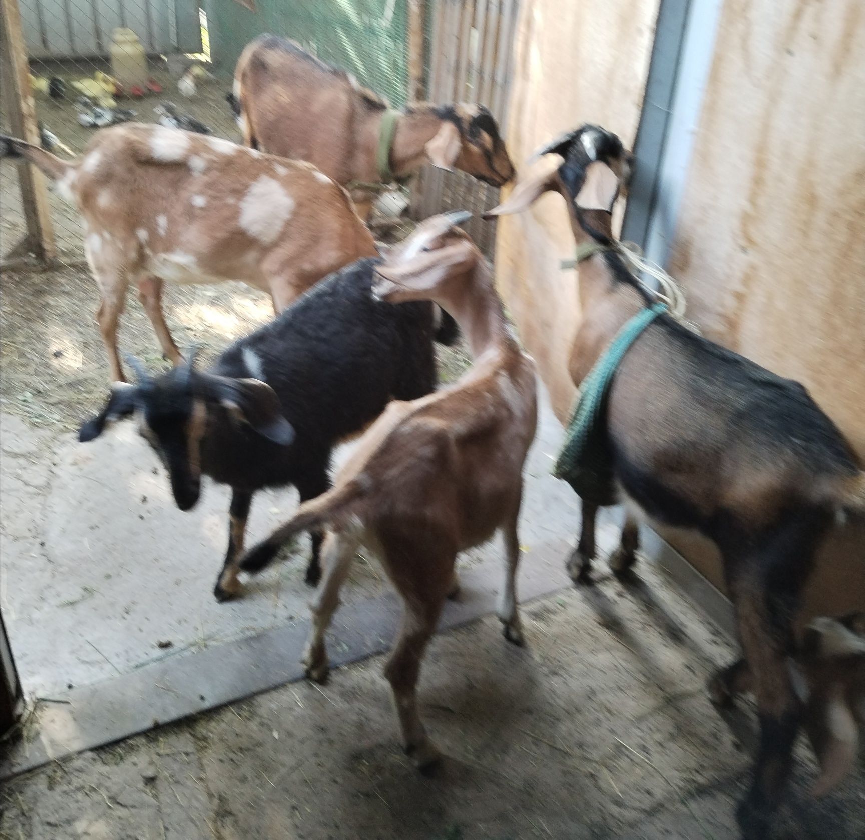 Продам козлят молочной