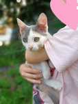 Котёнок Эльза ищет ответственных котородителей