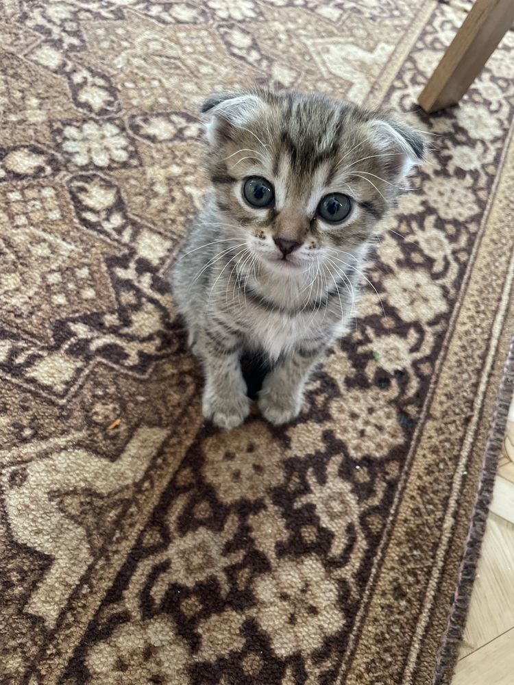 Отдам красивых котят