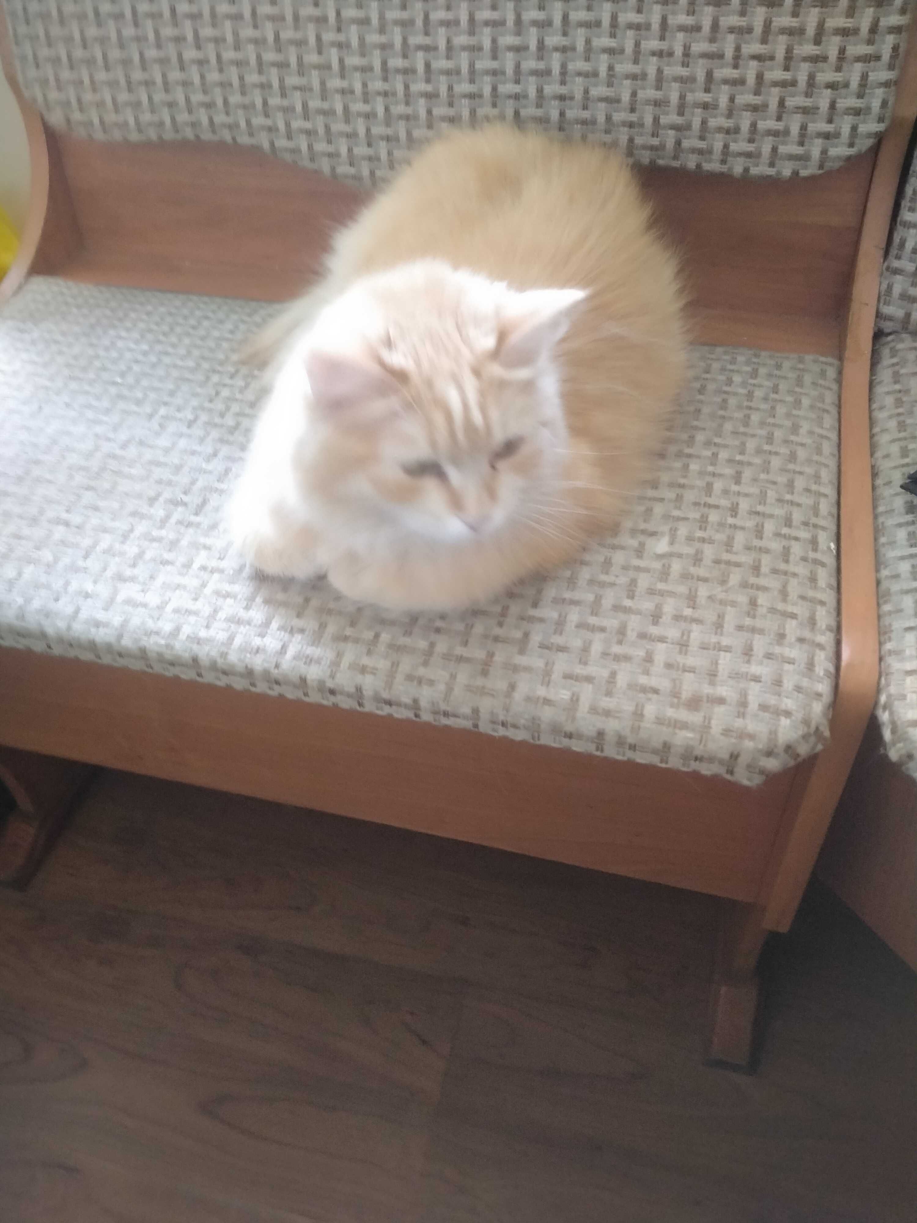 Отдадим в добрые руки сибирскую кошку.