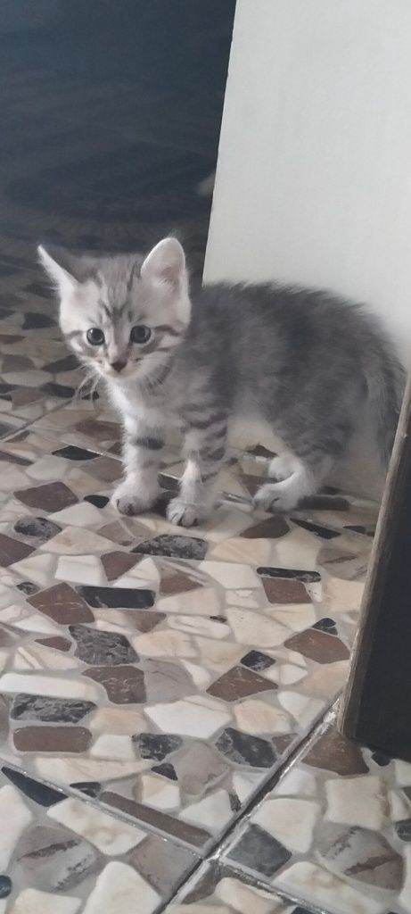 Котята в добрые руки. Срочно