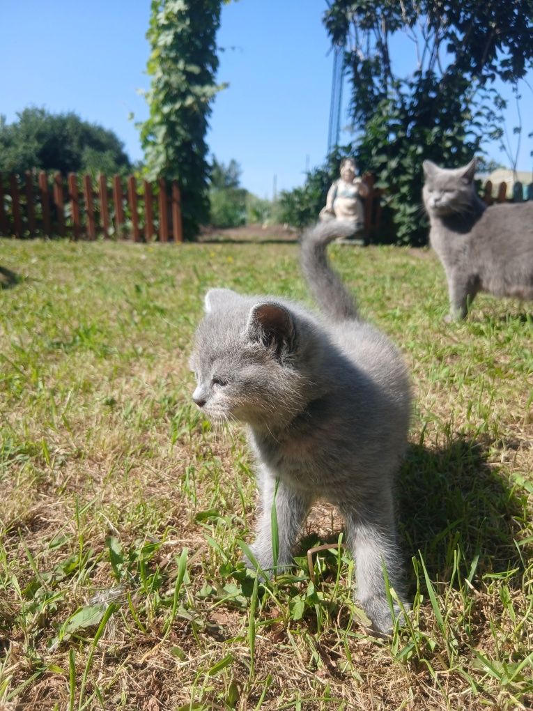 Продам котят британской породы.