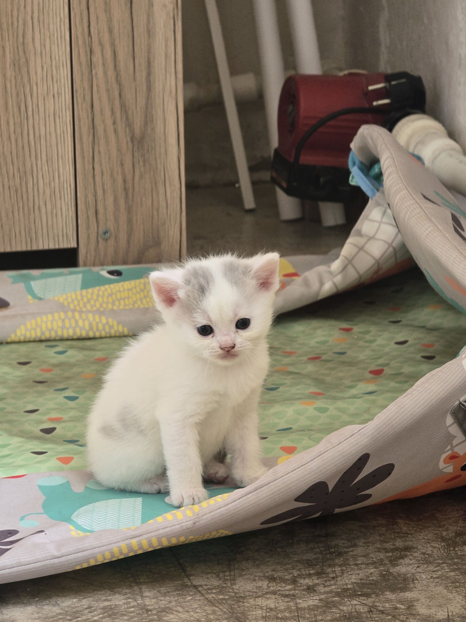 Британские котята