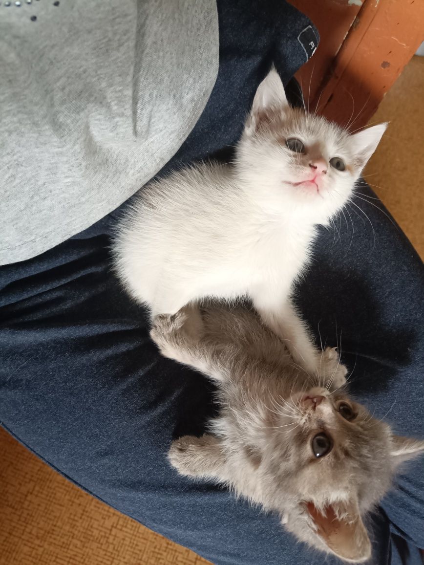 Отдам котят в добрые руки
