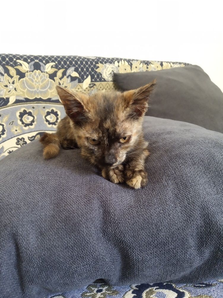 Отдам в хорошие руки котенка дев. рыжий мальчик.