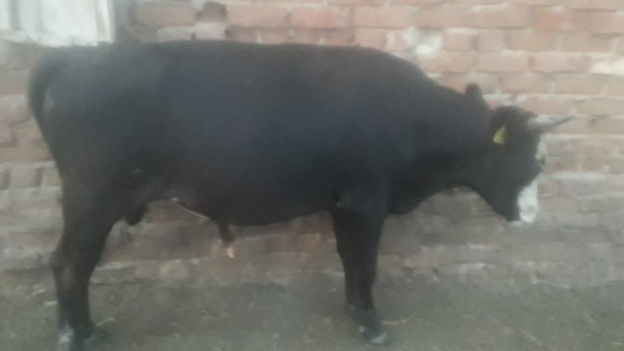 Продам бычки три головы