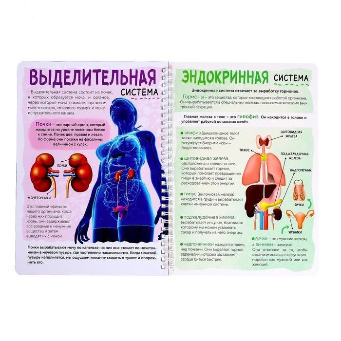 Книга с прозрачными страницами «Моё тело»