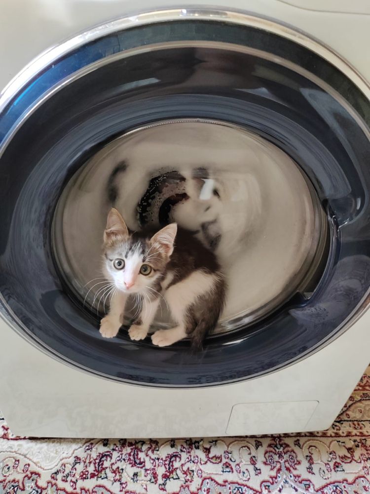Отдам котенка в добрые руки