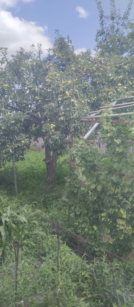 Продам яблоки домашние, свежий урожай