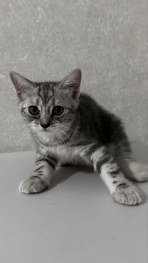 Котята Скоттиш-страйт ищут заботливых хозяев