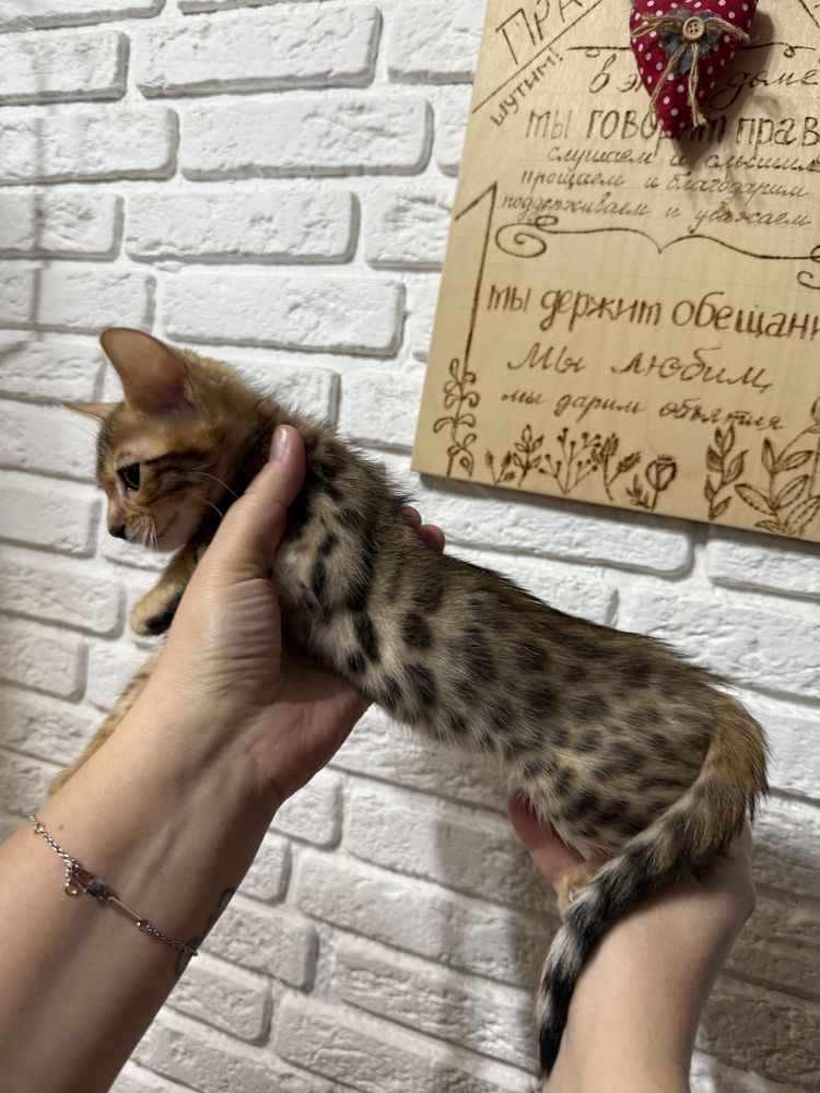 Бенгальский котенок